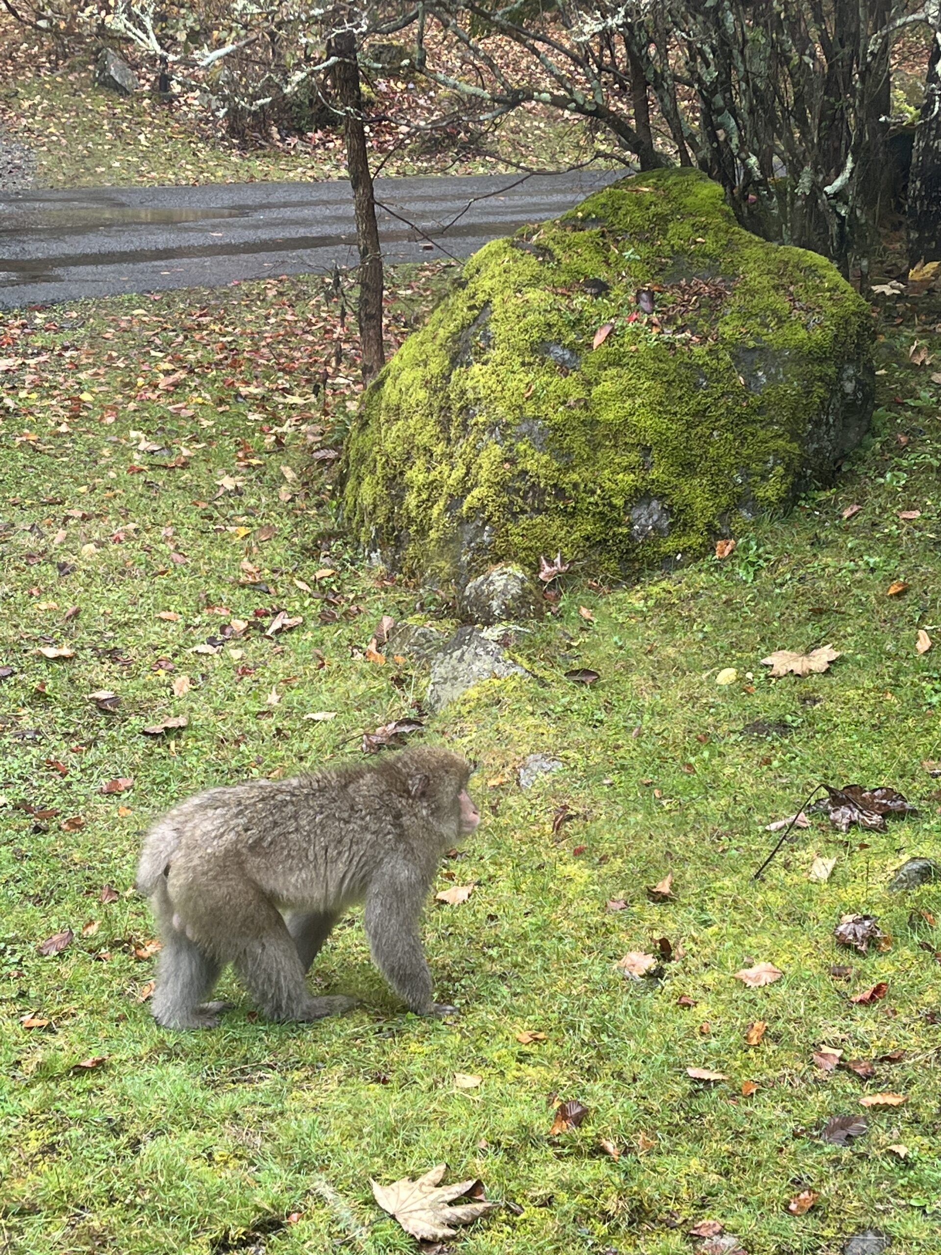 Soraburo Monkey